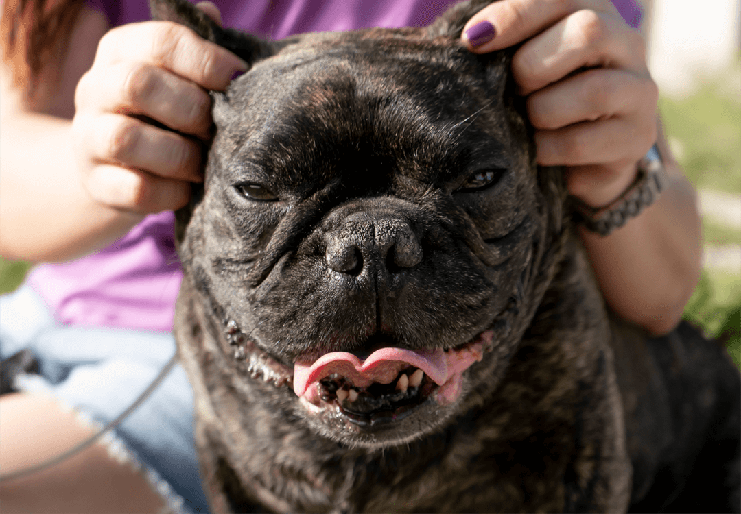 En este momento estás viendo Neque adipiscing an cursus