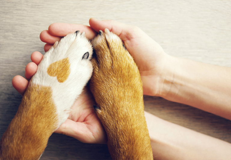 Lee más sobre el artículo Praesent libro se cursus ante