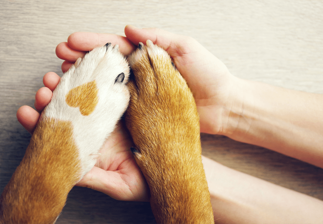 En este momento estás viendo Praesent libro se cursus ante